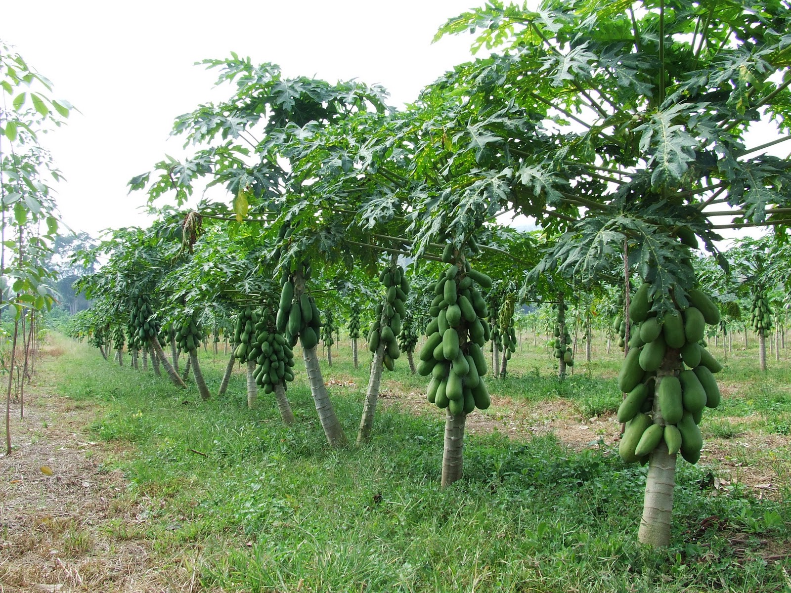 Овощи Таиланда фото зеленая папайя