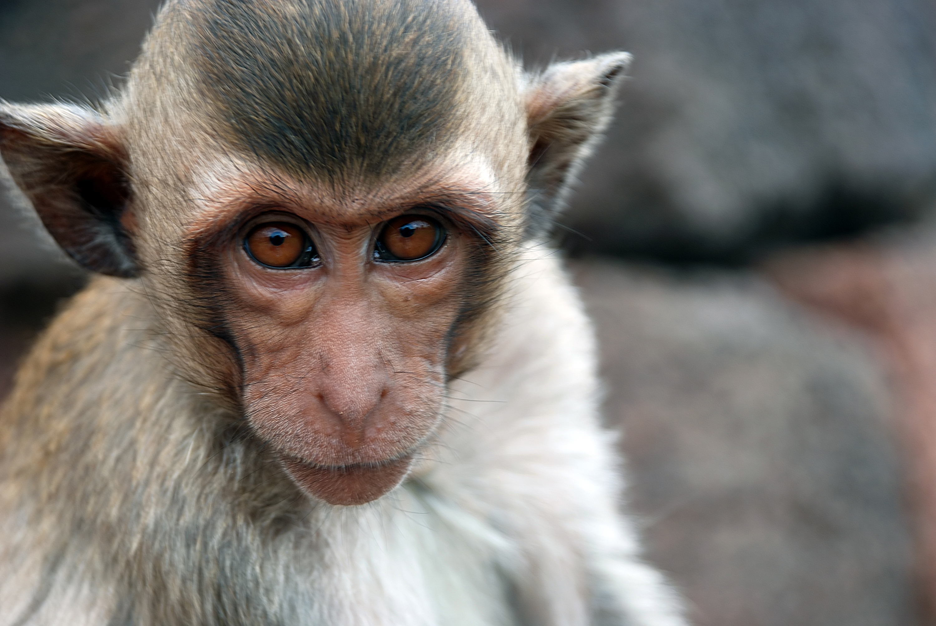 Животные Тайланда фото обезьяна