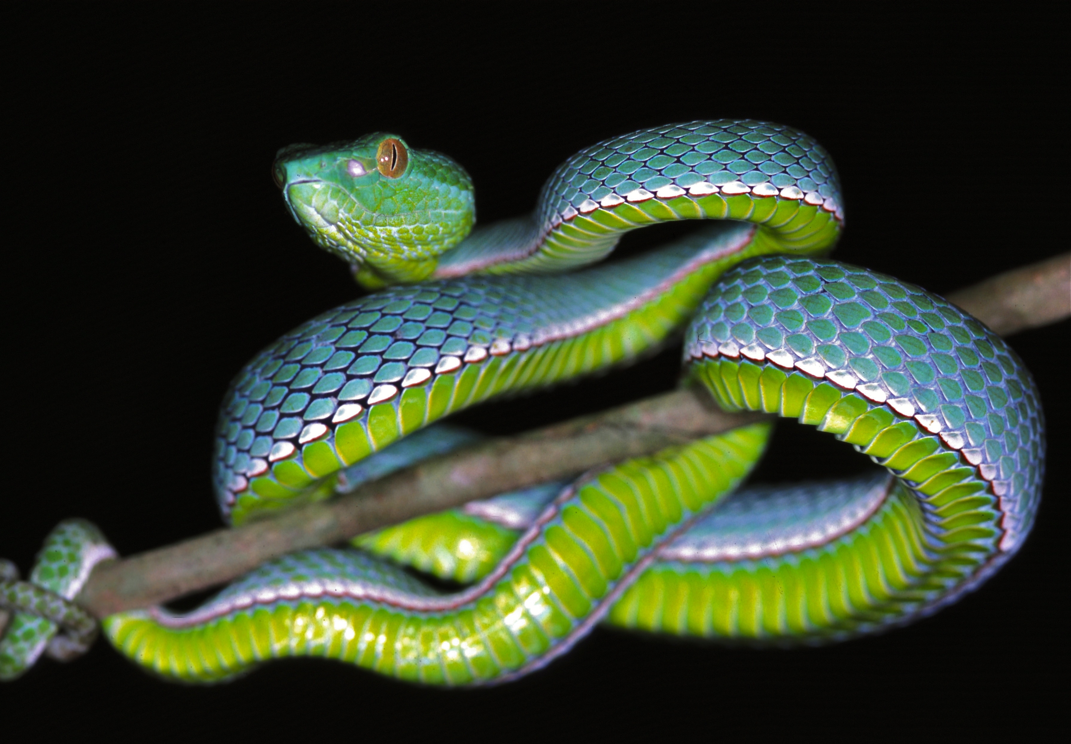 Животные Тайланда фото змеи