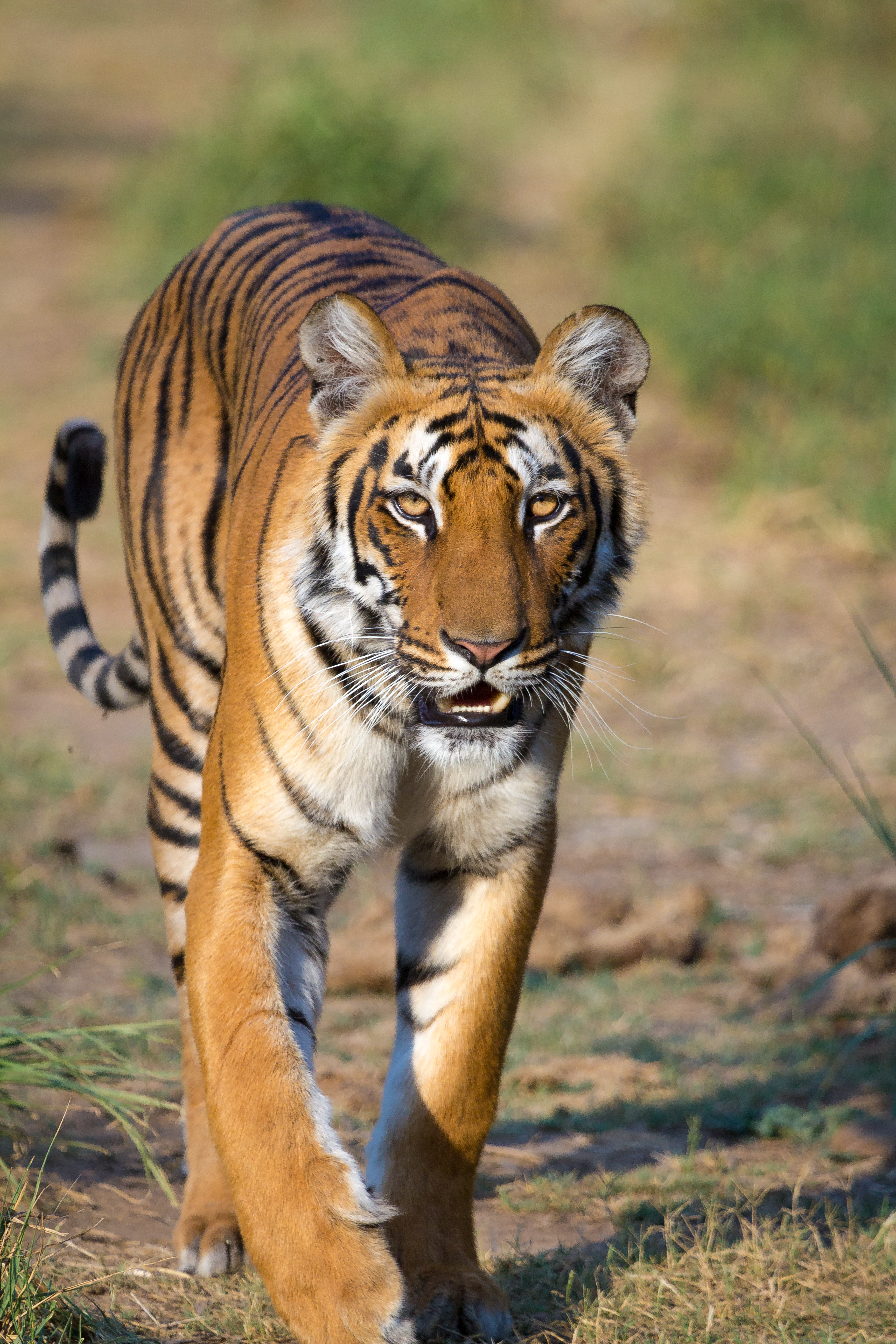 Животные Тайланда фото тигра