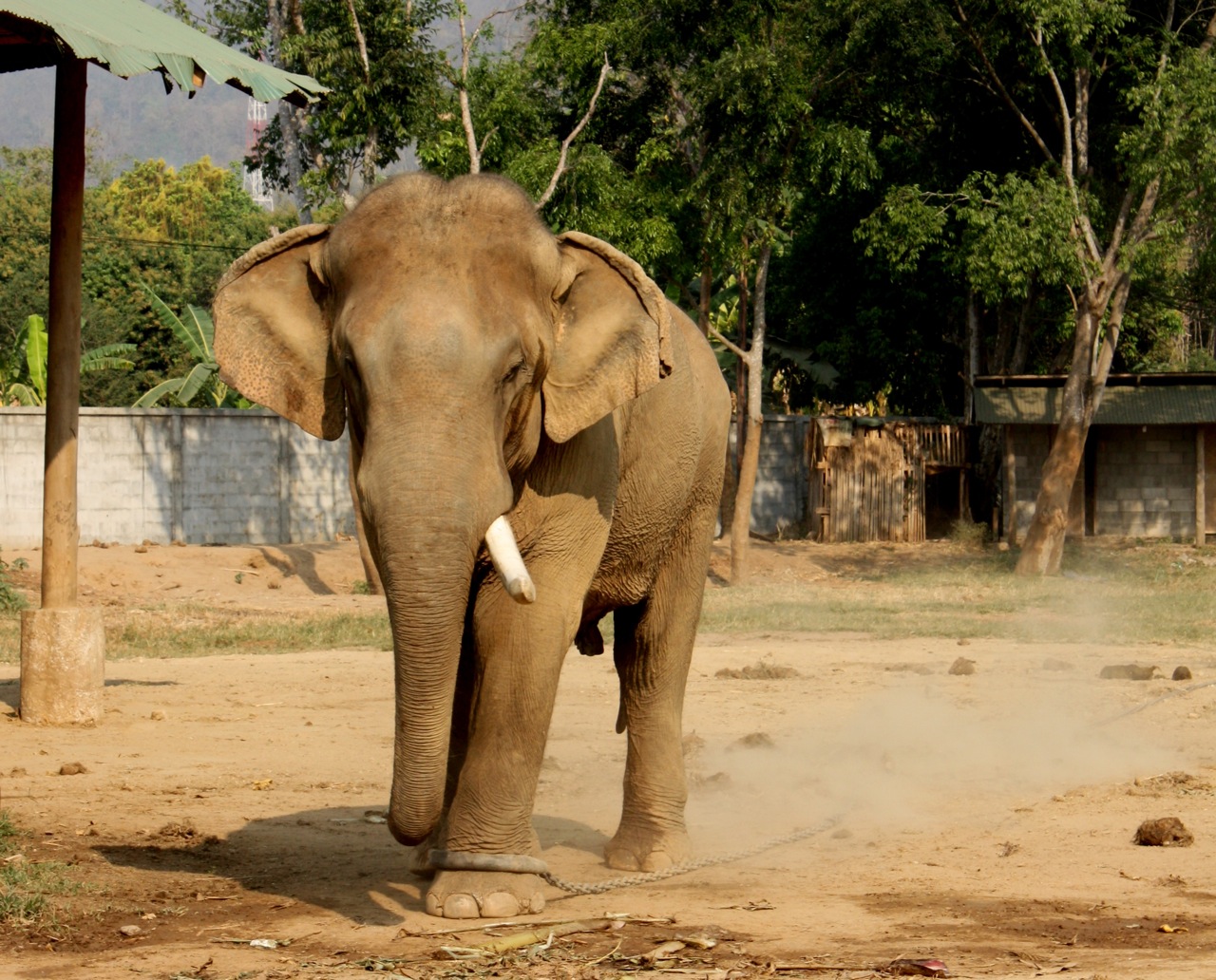 Животные Тайланда фото слон