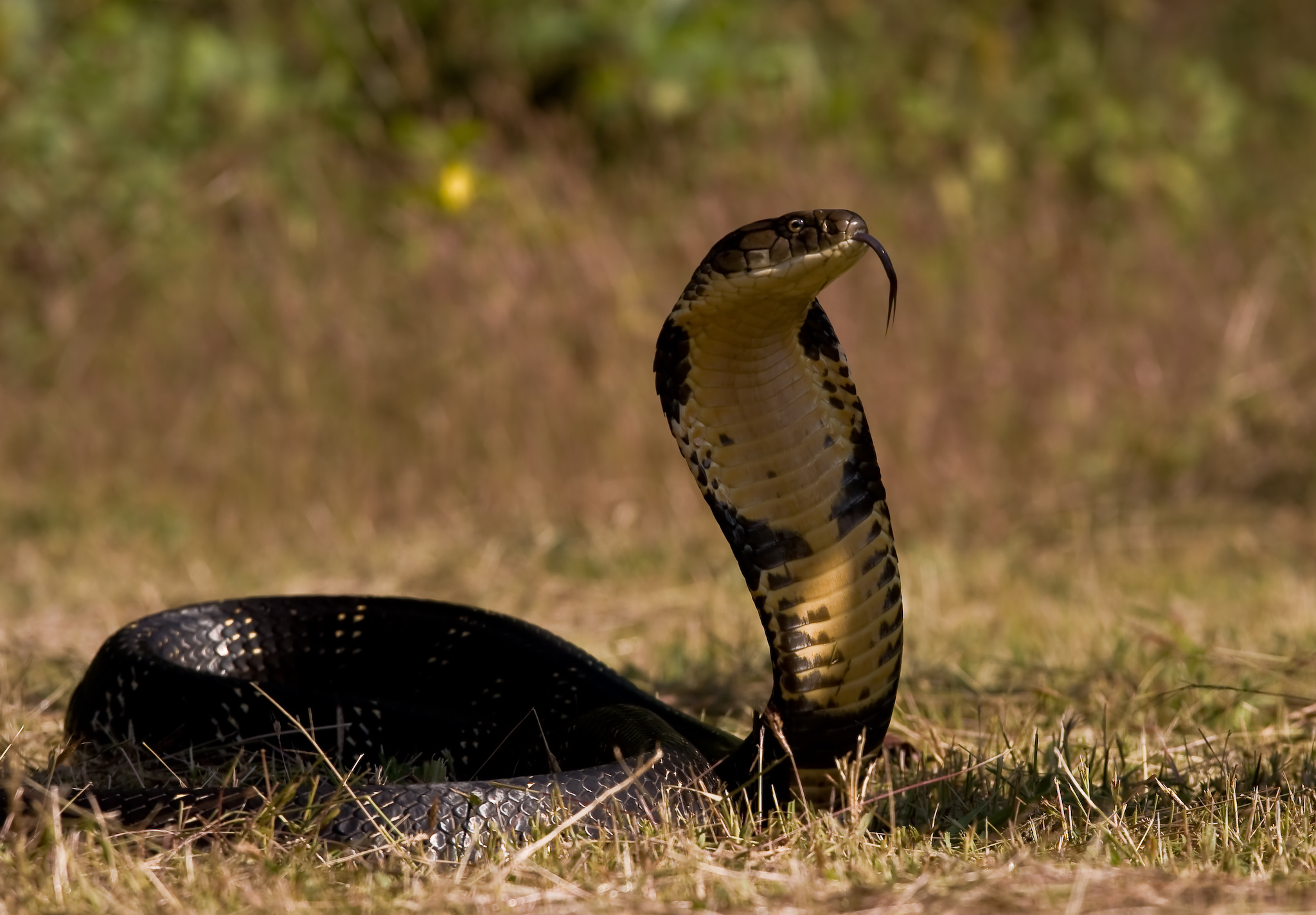 Змеи Таиланда фото кобра