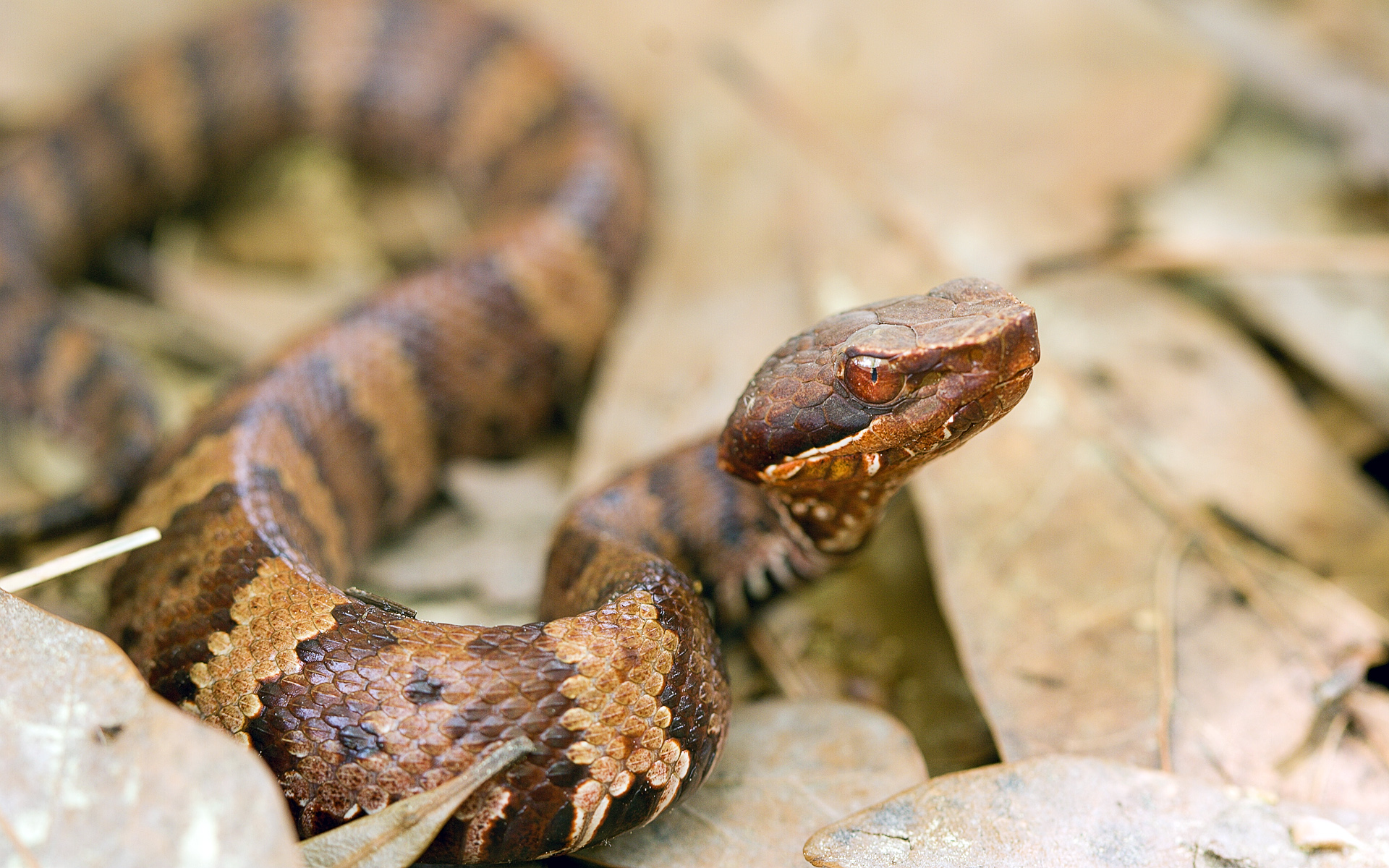 Фото змеи Таиланда гладкий щитомордник