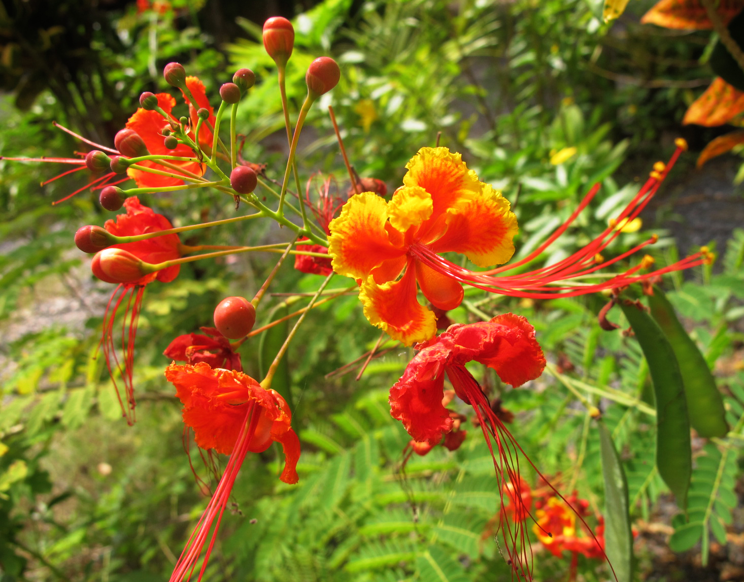 Цветы тайланда фото с названием цезальпиния