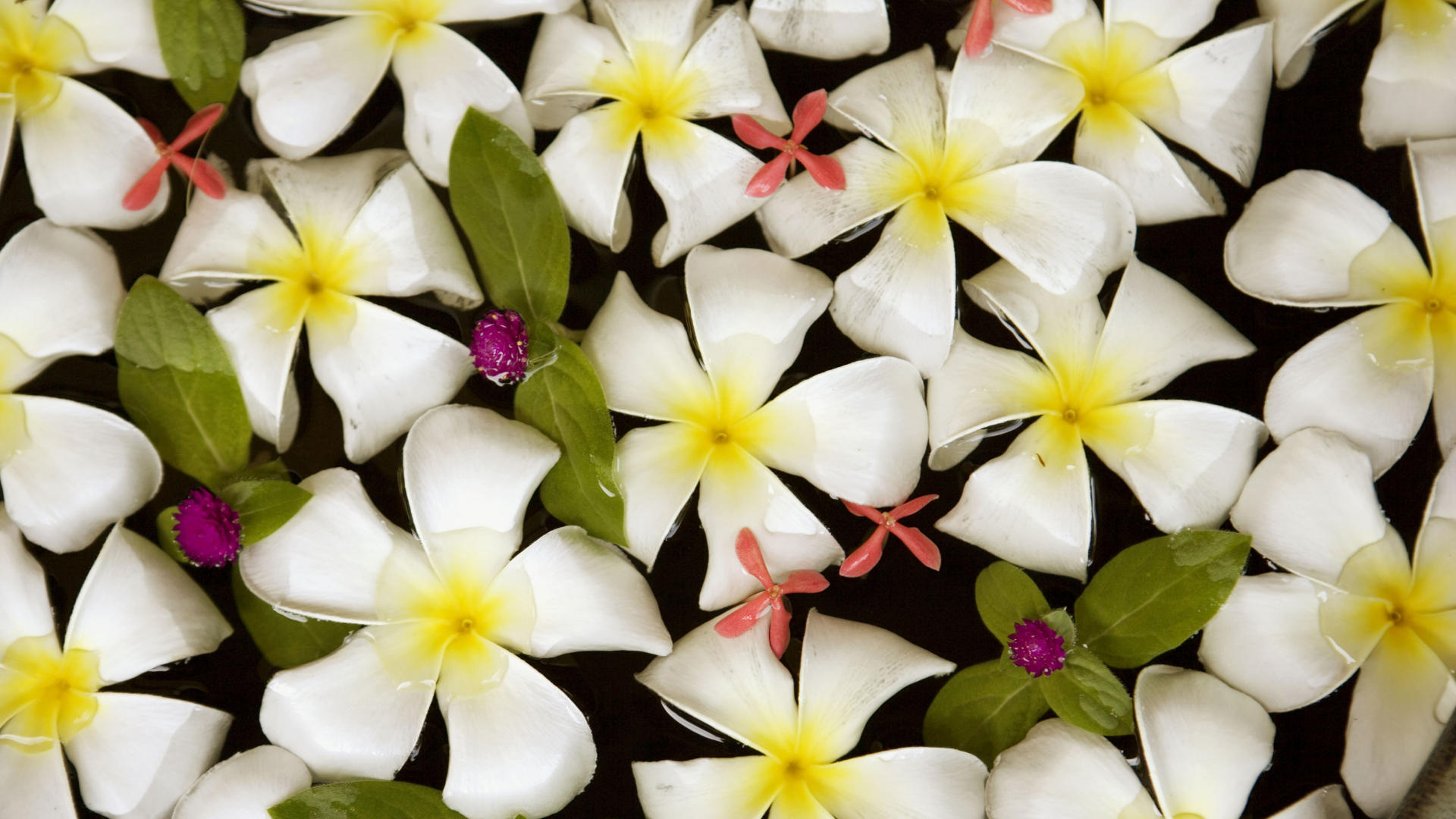 Цветы тайланда фото с названием Франжипани