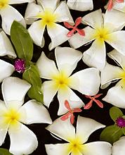 Цветы тайланда фото с названием Франжипани