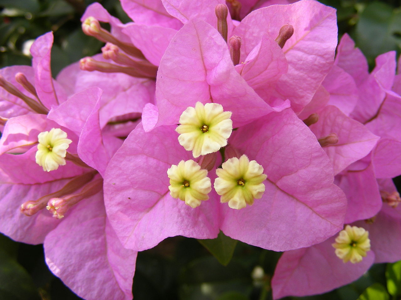 Цветы тайланда фото с названием бугенвиллея
