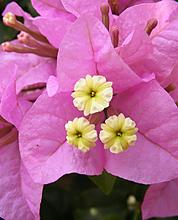 Цветы тайланда фото с названием бугенвиллея