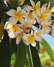 Цветы тайланда фото с названием гиенокаллис