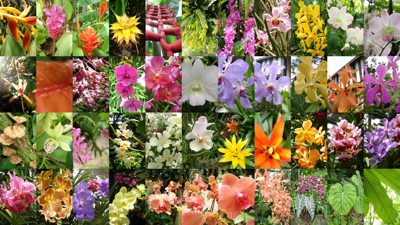 Цветы тайланда фото с названием орхидеи