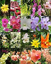Цветы тайланда фото с названием орхидеи