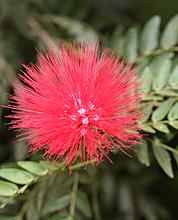 Цветы тайланда фото с названием мимоза