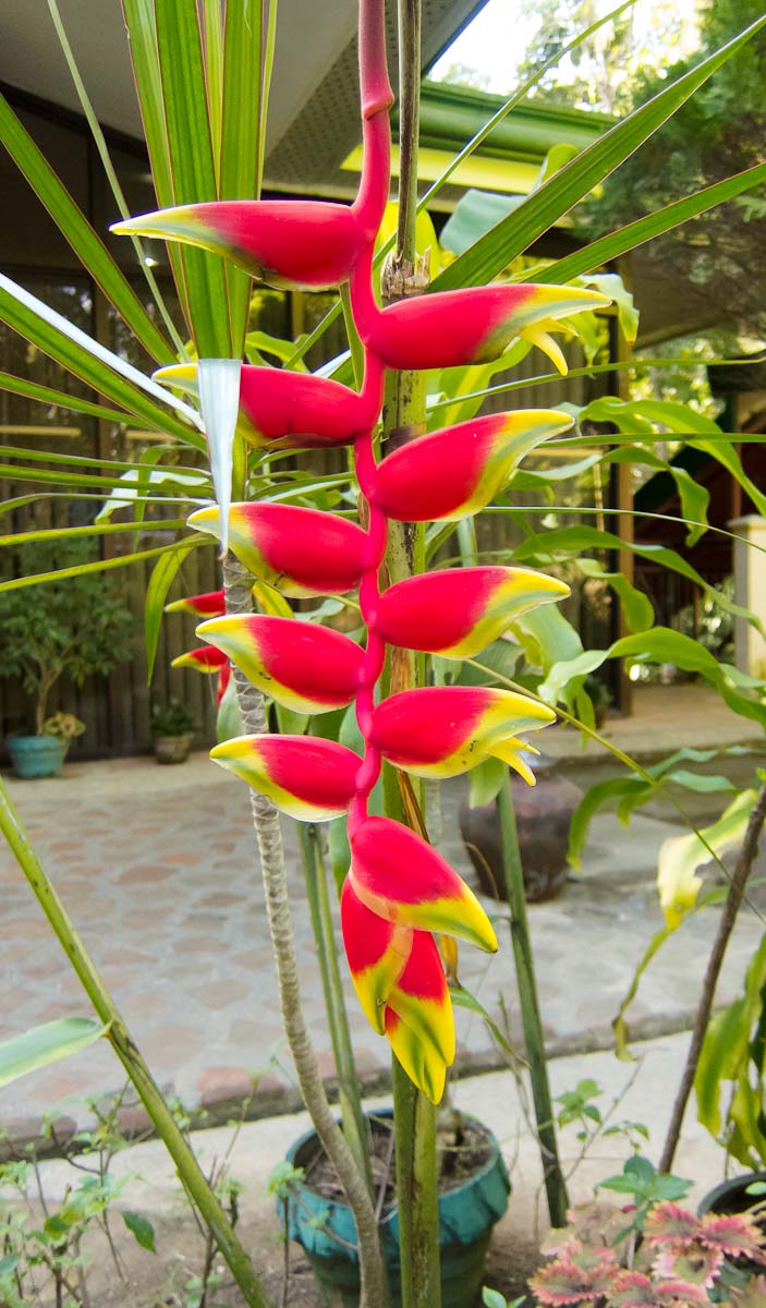 Цветы тайланда фото с названием геликония