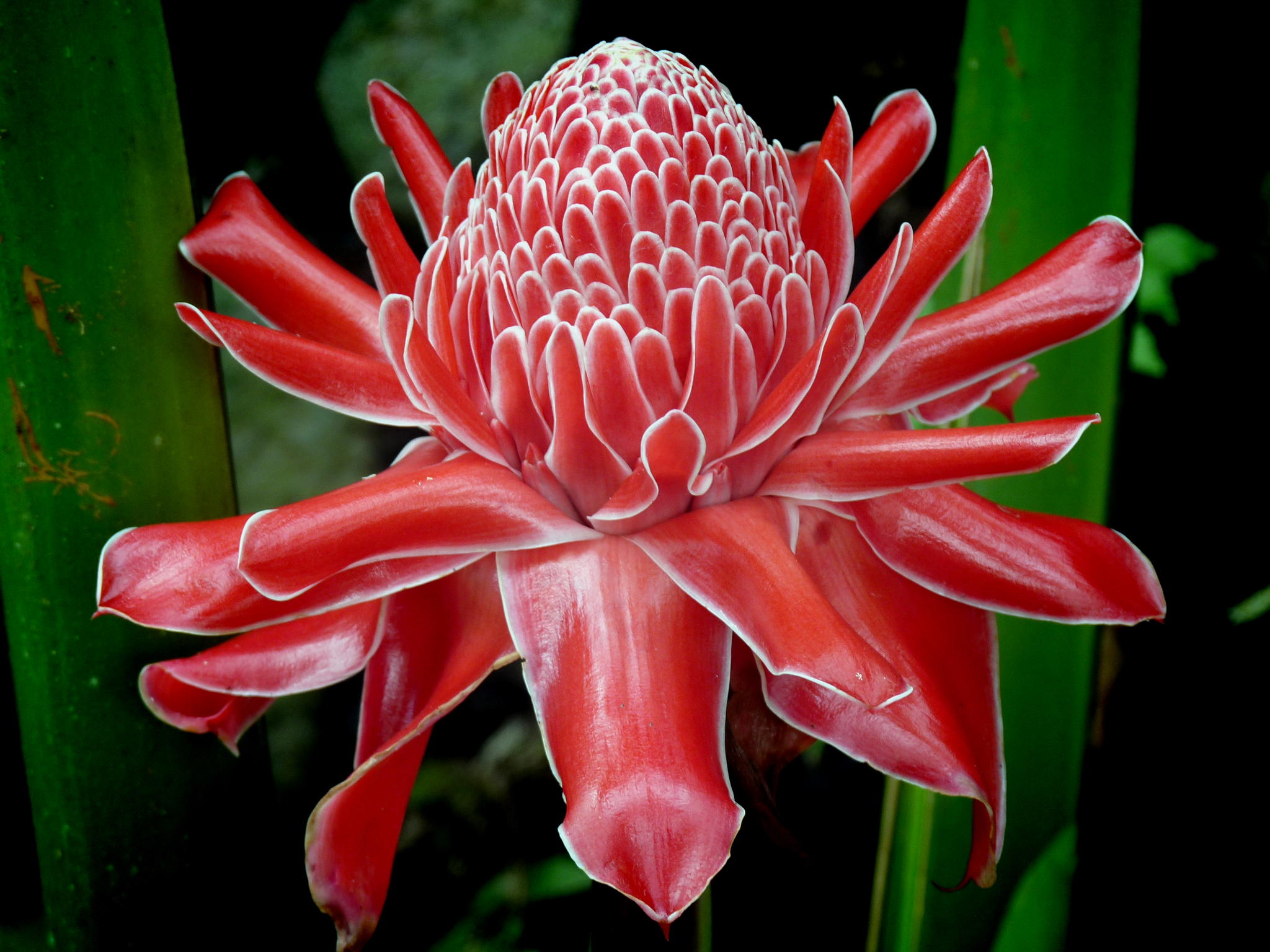 Цветы тайланда фото с названием этлингера