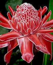 Цветы тайланда фото с названием этлингера