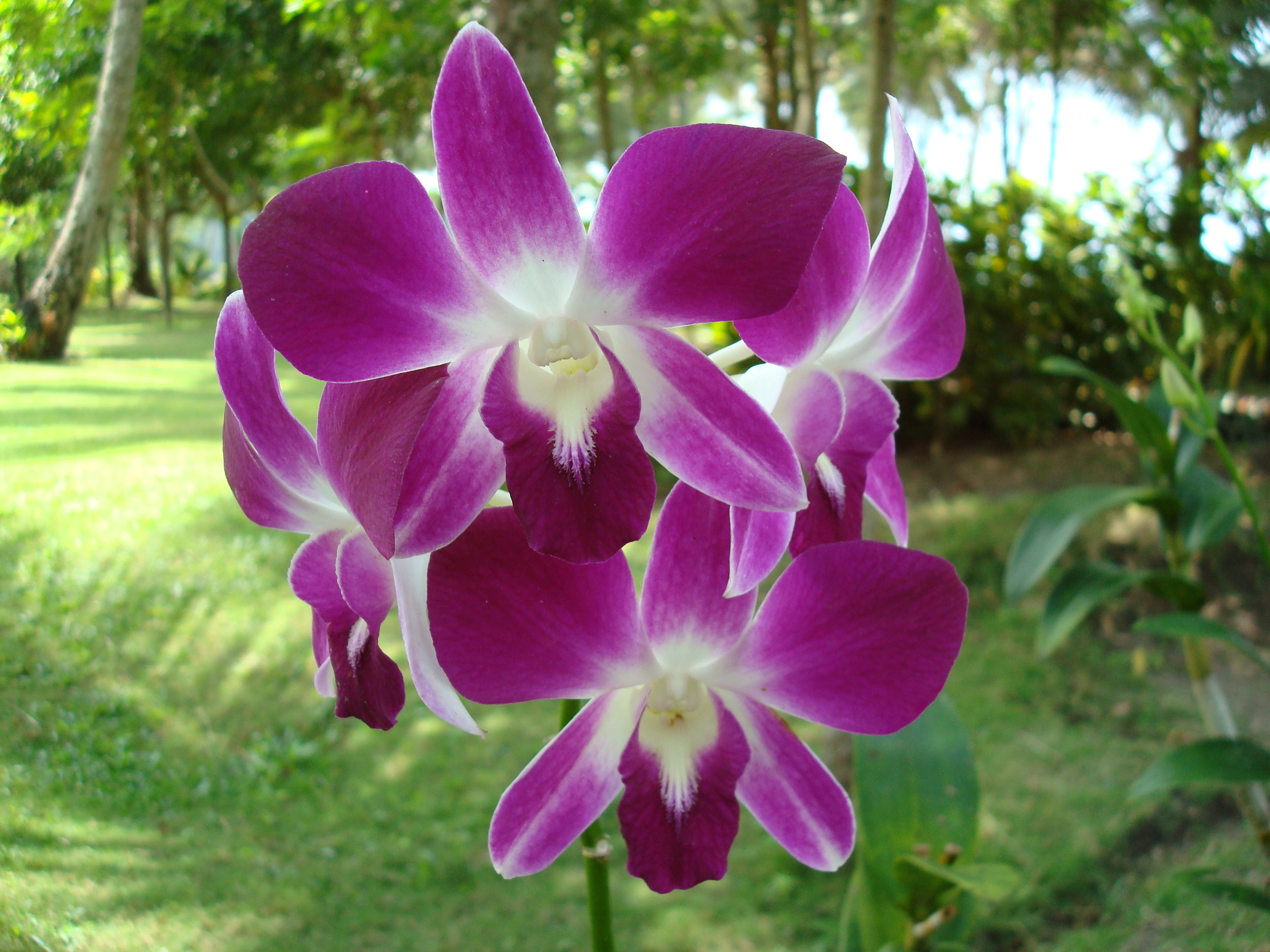 Фиолетовые орхидеи Тайланда фото
