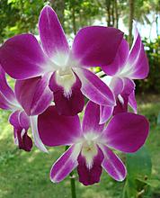 Орхидеи тайланда фото