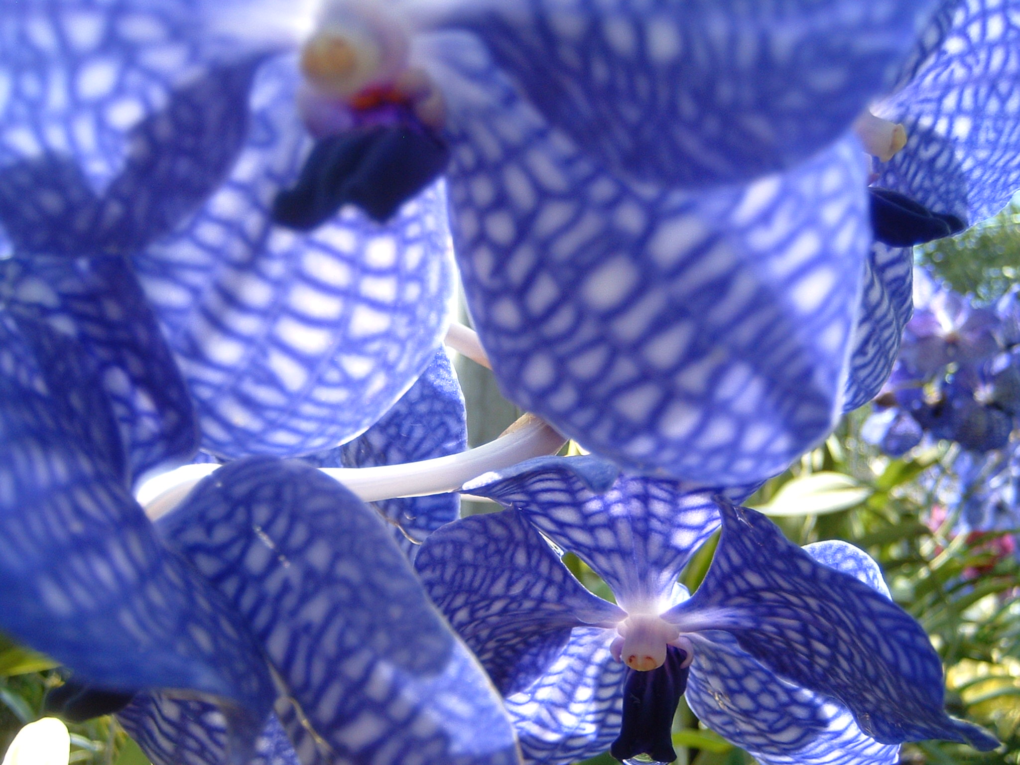 Синие орхидеи Тайланда фото