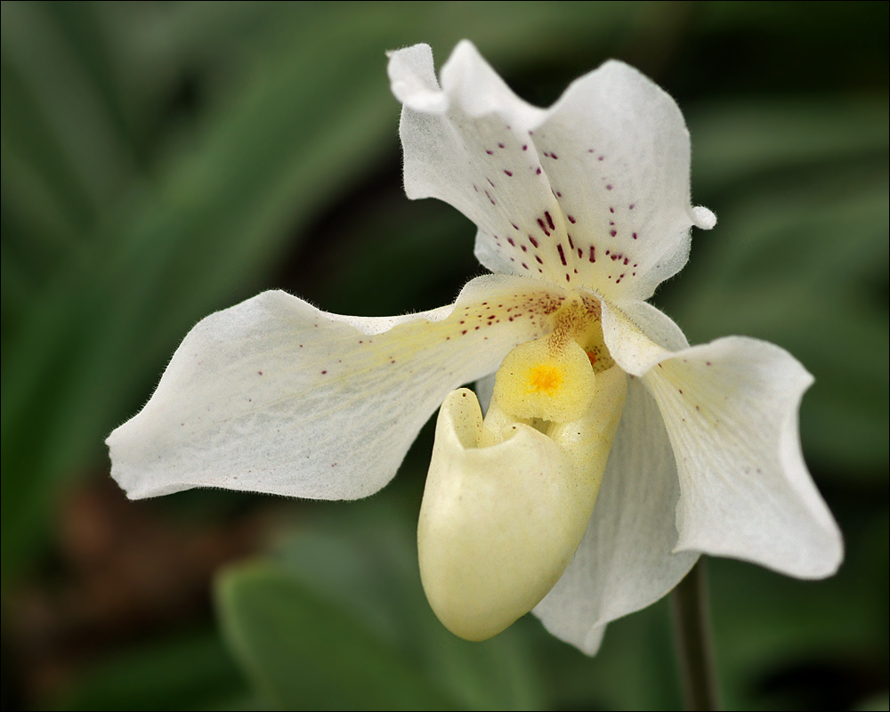 Белые орхидеи Тайланда фото