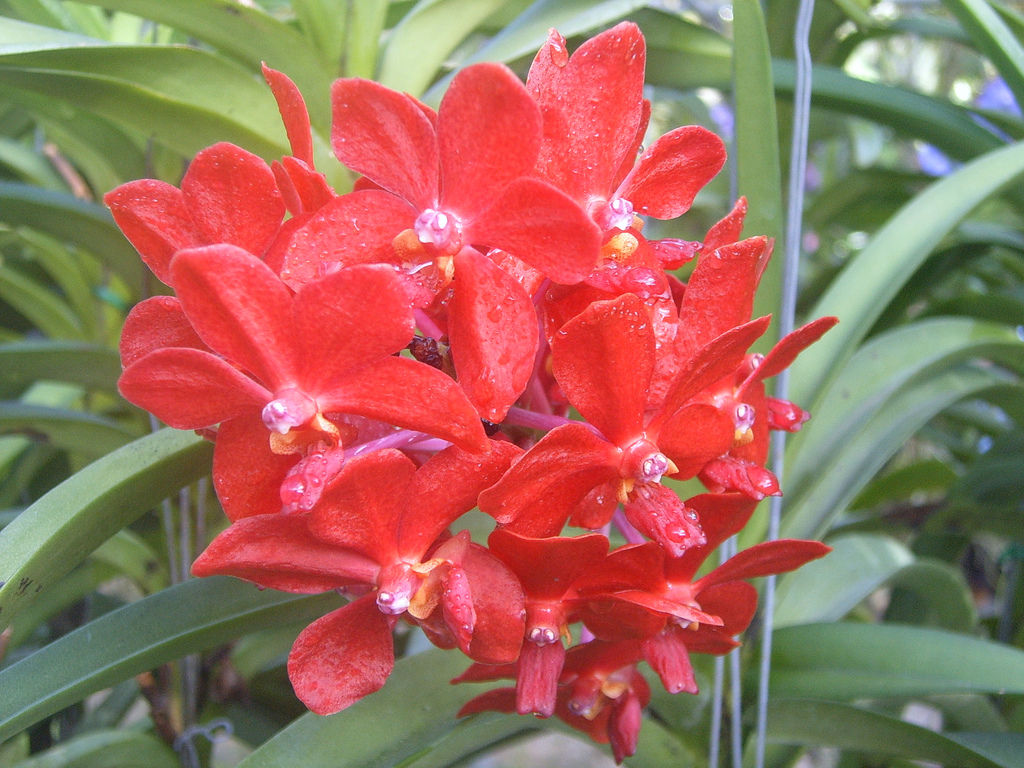 Красные орхидеи Тайланда фото