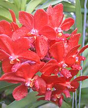 Орхидеи тайланда фото