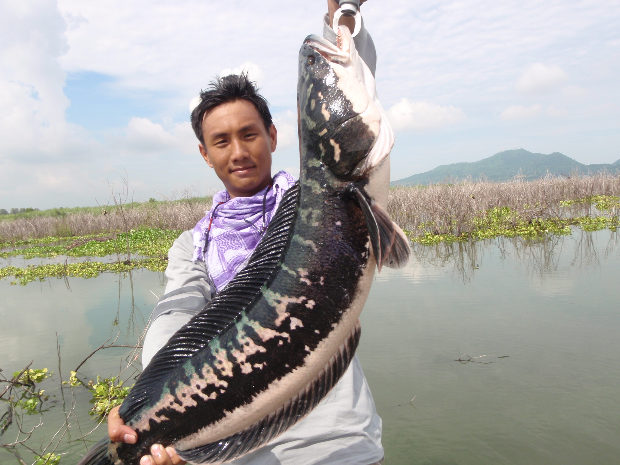 Рыбы Таиланда фото змееголова