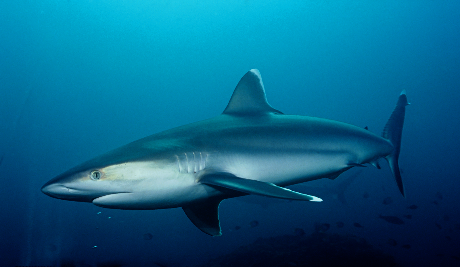 Рыбы Таиланда фото акулы