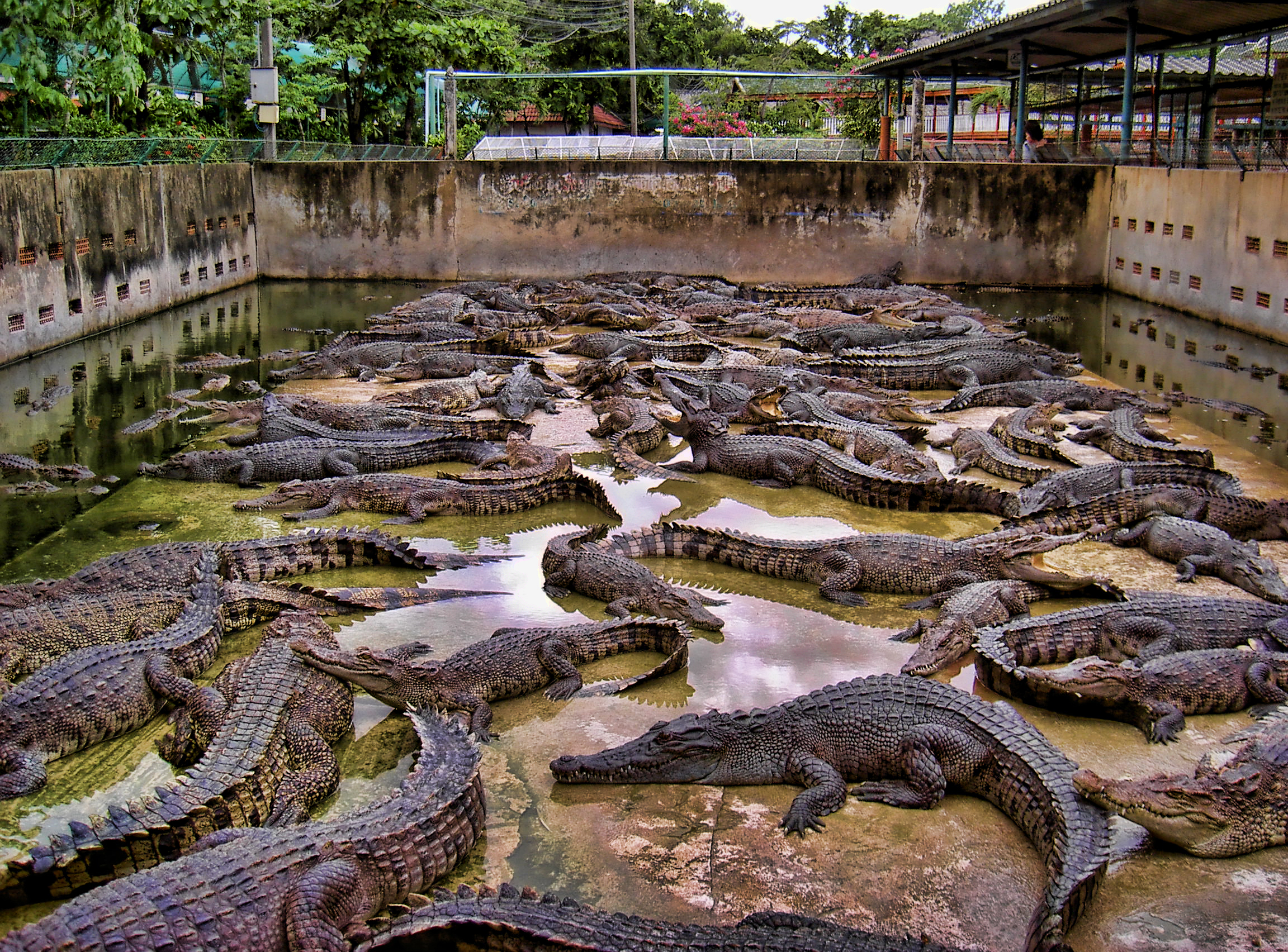 Таиланд достопримечательности фото Крокодиловая ферма