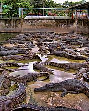 Таиланд достопримечательности фото Крокодиловая ферма